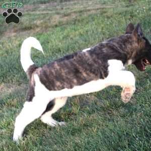 Cooper, Akita Puppy